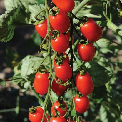 Picture of Tomato Red Pearl